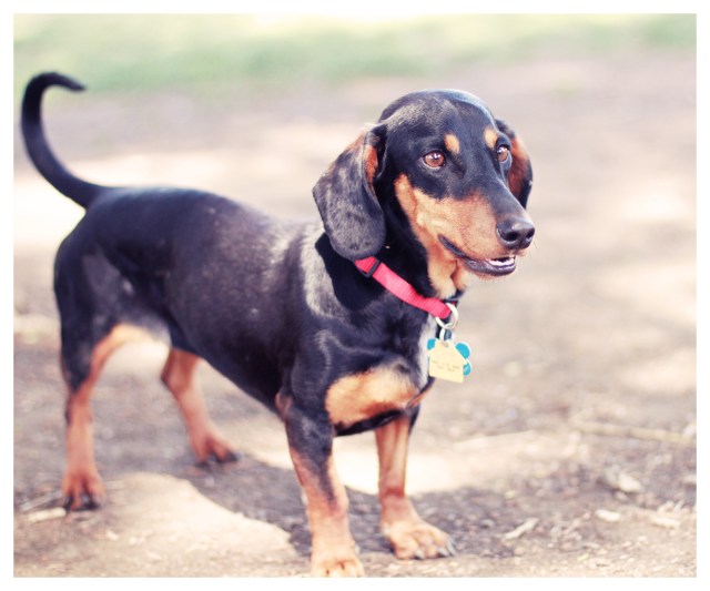 Rescue Doxie | April 2013.  Photo by: Johnny Ortez-Tibbels ©