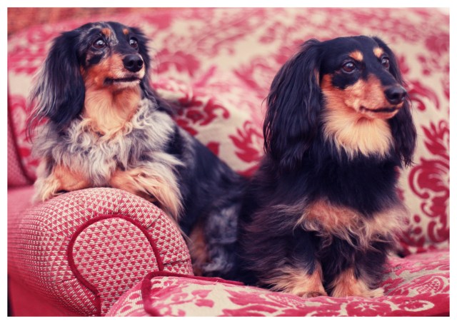 Sadie & Jake | March 2013. Photo by: Johnny Ortez-Tibbels ©