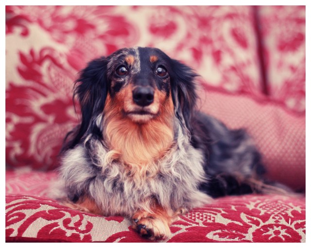 Sadie | March 2013. Photo by: Johnny Ortez-Tibbels ©