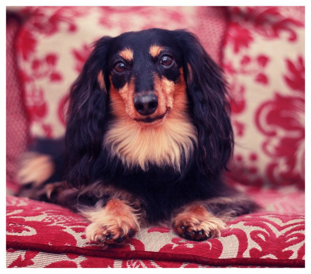 Jake | March 2013. Photo by: Johnny Ortez-Tibbels ©