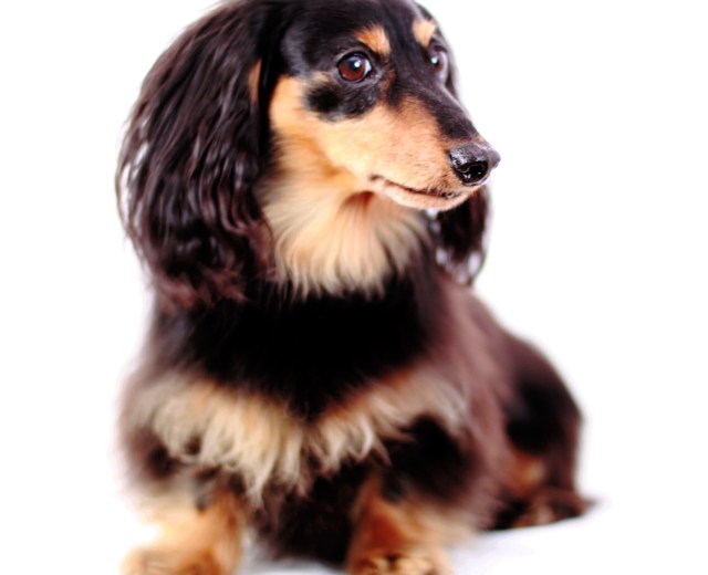 Jake | March 2013.  Photo by: Johnny Ortez-Tibbels ©