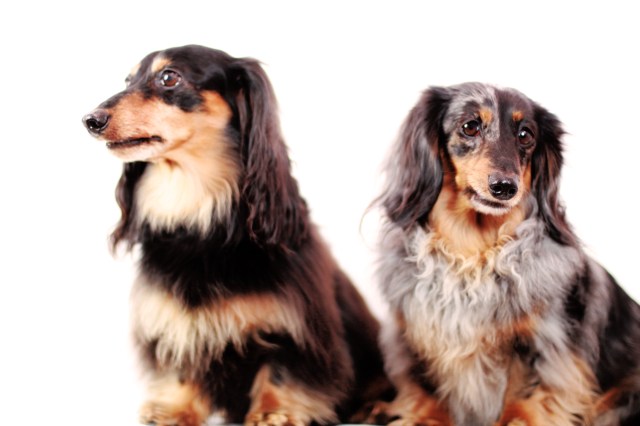 Jake & Sadie | March 2013. Photo by: Johnny Ortez-Tibbels ©