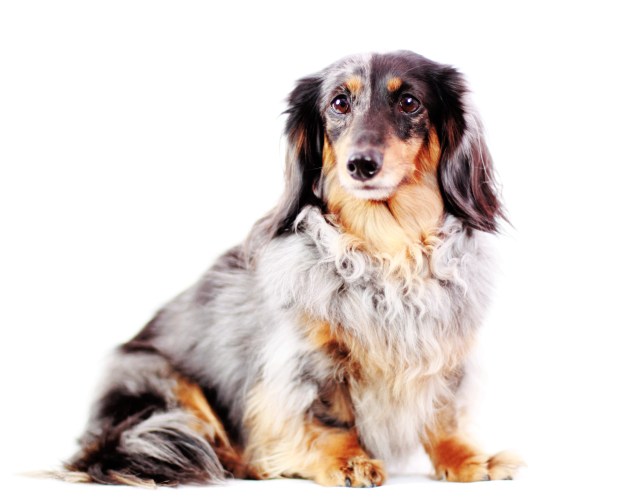 Sadie | March 2013.  Photo by: Johnny Ortez-Tibbels ©