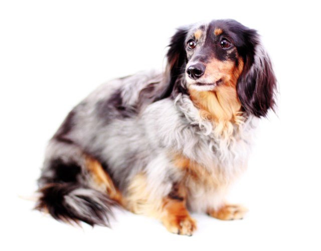 Sadie | March 2013.  Photo by: Johnny Ortez-Tibbels ©