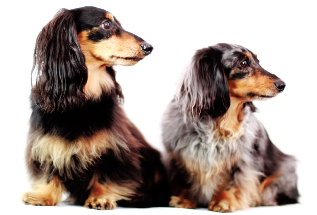 Jake & Sadie | March 2013. Photo by: Johnny Ortez-Tibbels ©