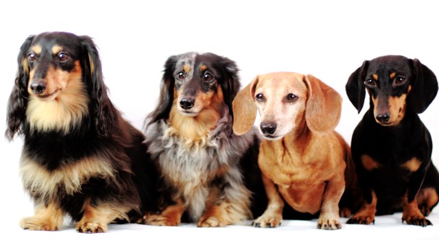 Jake, Sadie, Rufus & Emily | March 2013. Photo by: Johnny Ortez-Tibbels ©