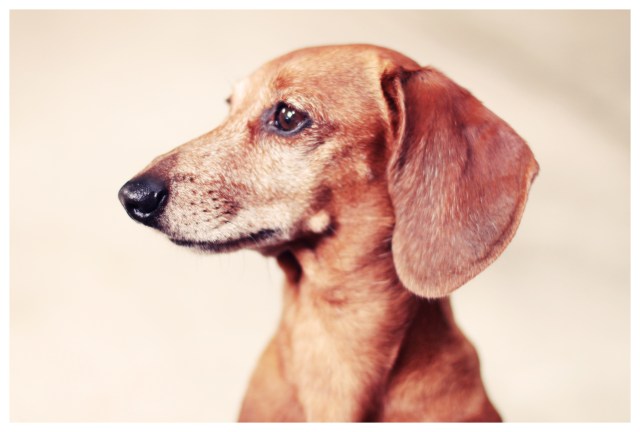 Rufus | July 2012. Photo by: Johnny Ortez-Tibbels ©