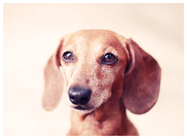 Rufus | July 2012. Photo by: Johnny Ortez-Tibbels ©