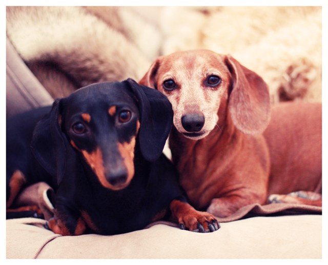 Emily & Rufus | April 2013.  Photo by: Johnny Ortez-Tibbels ©