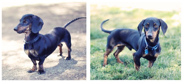 Rescue Doxies | April 2013.  Photo by: Johnny Ortez-Tibbels ©