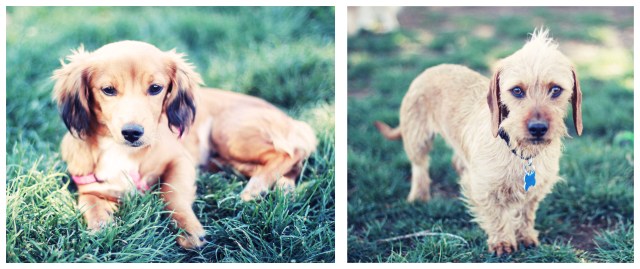 Rescue Doxies | April 2013.  Photo by: Johnny Ortez-Tibbels ©