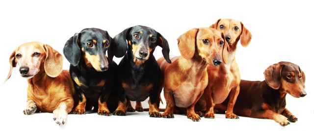 Rufus, Emily, Abbey, Frankie, Dexie & Polie | May 2013. Photo by: Johnny Ortez-Tibbels ©