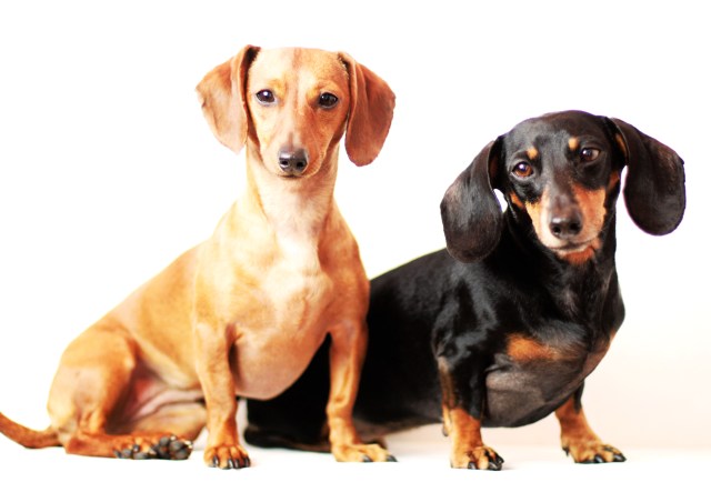 Abbey & Dexie | May 2013. Photo by: Johnny Ortez-Tibbels ©