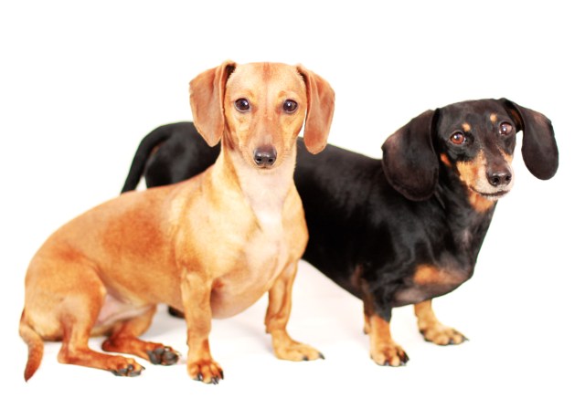 Abbey & Dexie | May 2013. Photo by: Johnny Ortez-Tibbels ©