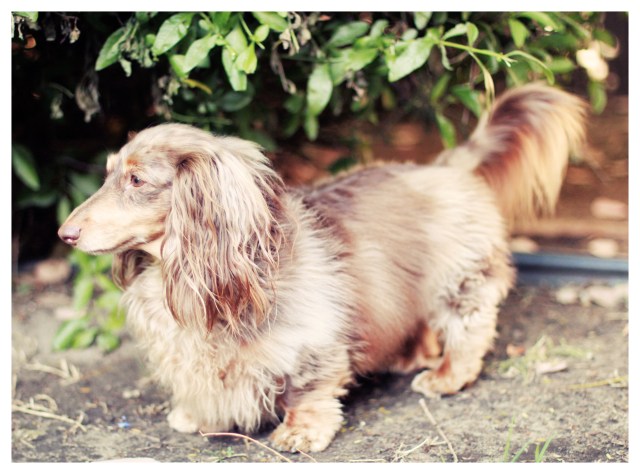 Leo | May 2013.  Photo by: Johnny Ortez-Tibbels ©