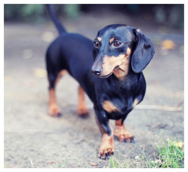 Emily | May 2013.  Photo by: Johnny Ortez-Tibbels ©