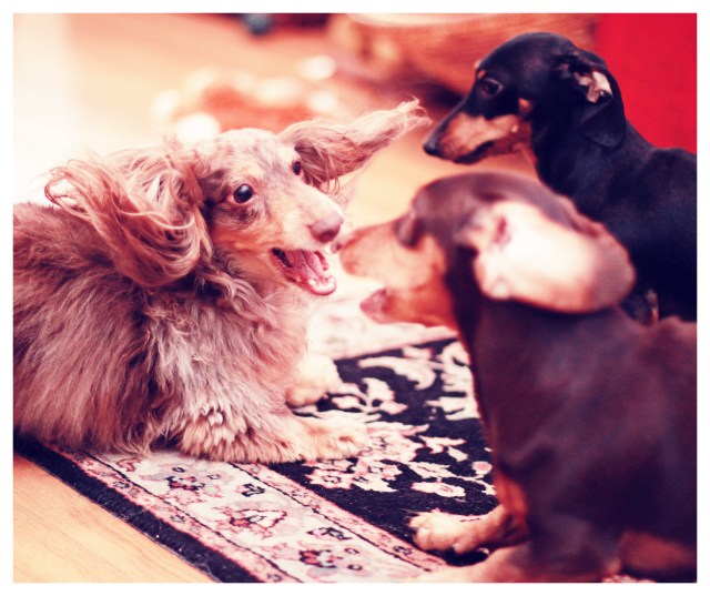 Leo | May 2013.  Photo by: Johnny Ortez-Tibbels ©