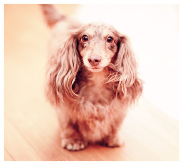 Leo | May 2013.  Photo by: Johnny Ortez-Tibbels ©