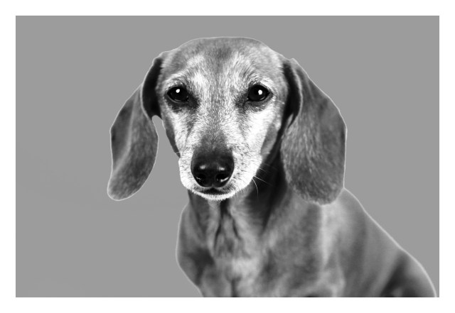 Emily & Rufus | April 2012.  Photo by: Johnny Ortez-Tibbels ©