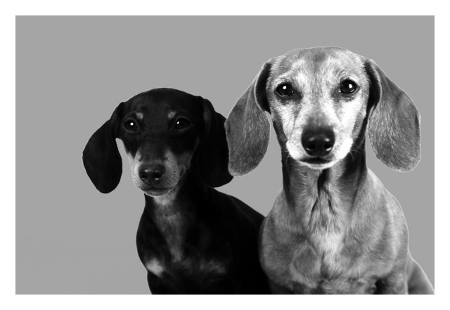 Emily & Rufus | April 2012.  Photo by: Johnny Ortez-Tibbels ©