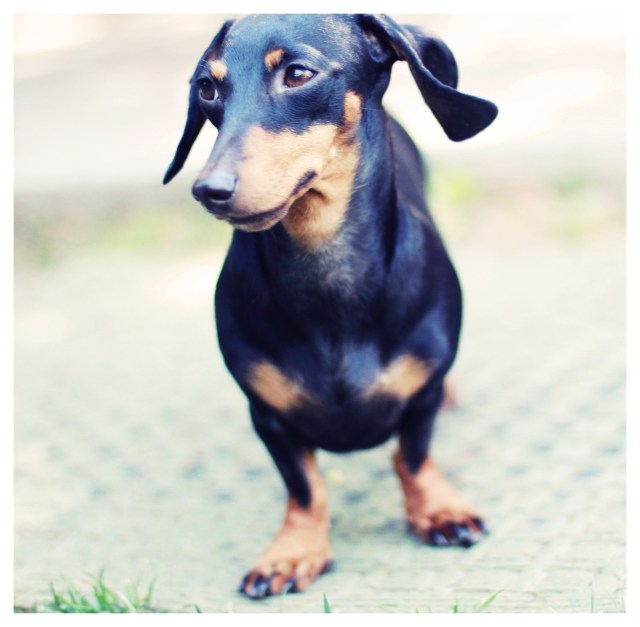 Emily | May 2013.  Photo by: Johnny Ortez-Tibbels ©