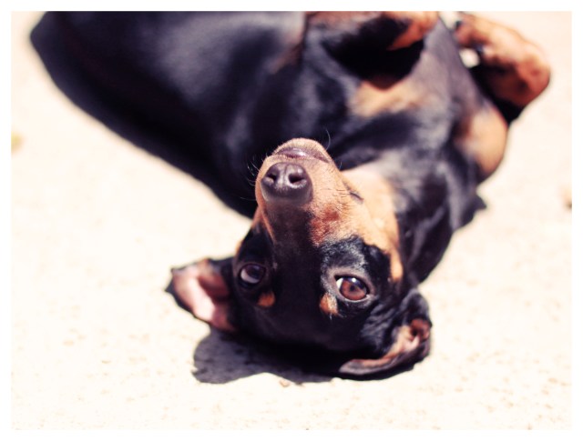 Emily | May 2013.  Photo by: Johnny Ortez-Tibbels ©