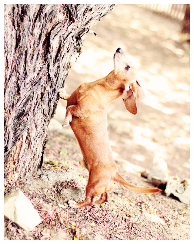 Rufus | May 2013.  Photo by: Johnny Ortez-Tibbels ©