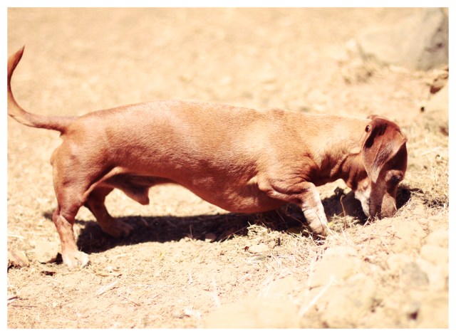 Rufus | May 2013.  Photo by: Johnny Ortez-Tibbels ©