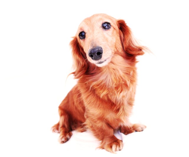 Samson | February 2011.  Photo by: Johnny Ortez-Tibbels ©