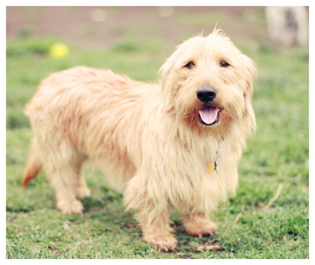 A rescue doxie | April 2013.  Photo by: Johnny Ortez-Tibbels ©