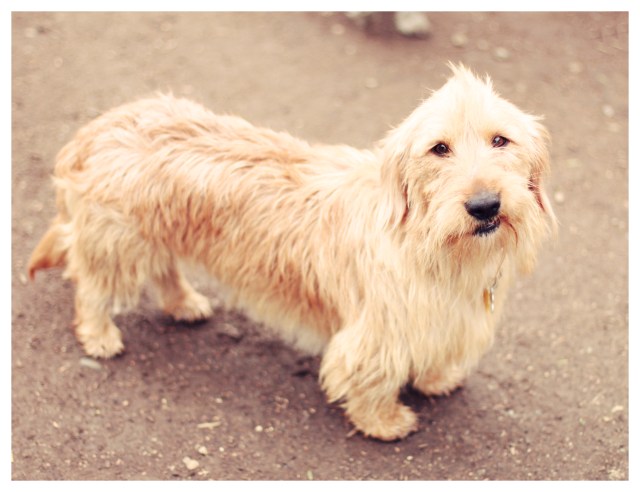 A rescue doxie | April 2013.  Photo by: Johnny Ortez-Tibbels ©