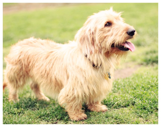 A rescue doxie | April 2013.  Photo by: Johnny Ortez-Tibbels ©