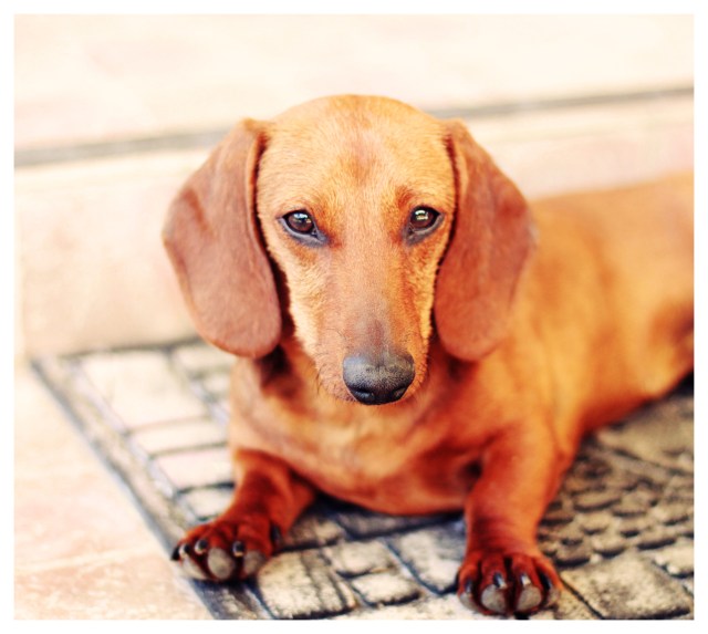 Beau, a rescue doxie | May 2013.  Photo by: Johnny Ortez-Tibbels ©