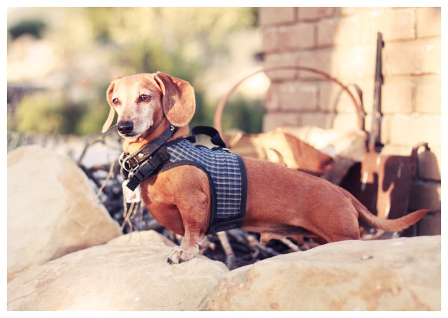 Rufus | May 2013. Photo by: Johnny Ortez-Tibbels ©