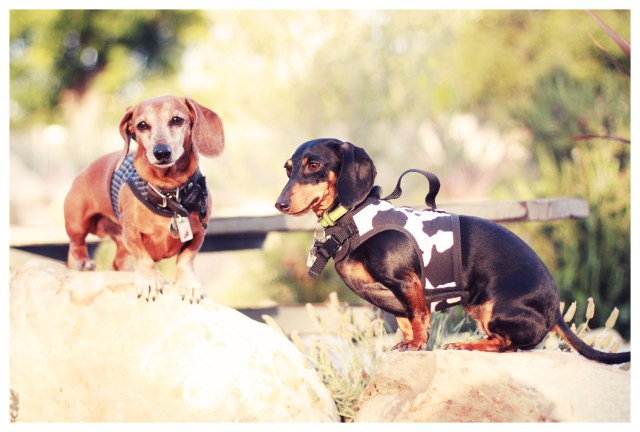 Rufus & Emily | May 2013.  Photo by: Johnny Ortez-Tibbels ©
