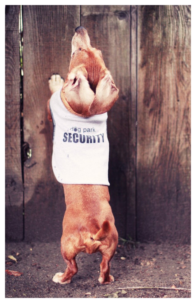 Rufus | May 2013.  Photo by: Johnny Ortez-Tibbels ©