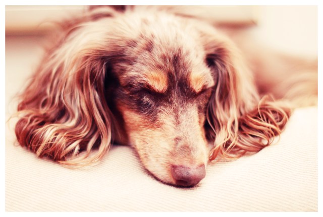 Leo | May 2013. Photo by: Johnny Ortez-Tibbels ©