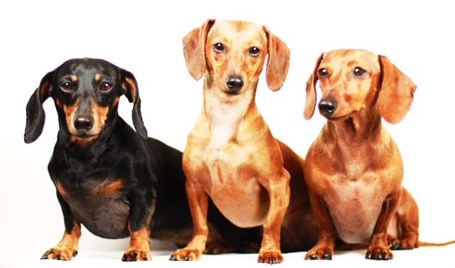 Abbey, Dexie & Frankie | May 2013.  Photo by: Johnny Ortez-Tibbels ©