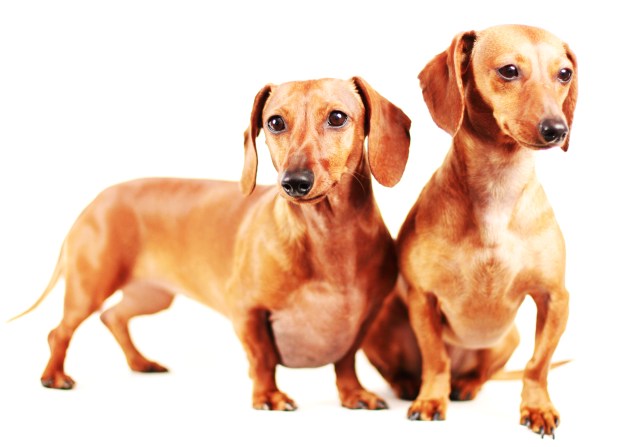 Dexie & Frankie | May 2013.  Photo by: Johnny Ortez-Tibbels ©