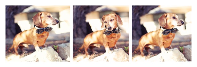 Rufus | June 2013.  Photo by: Johnny Ortez-Tibbels ©