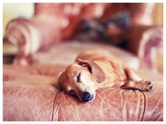 Rufus | June 2013. Photo by: Johnny Ortez-Tibbels ©