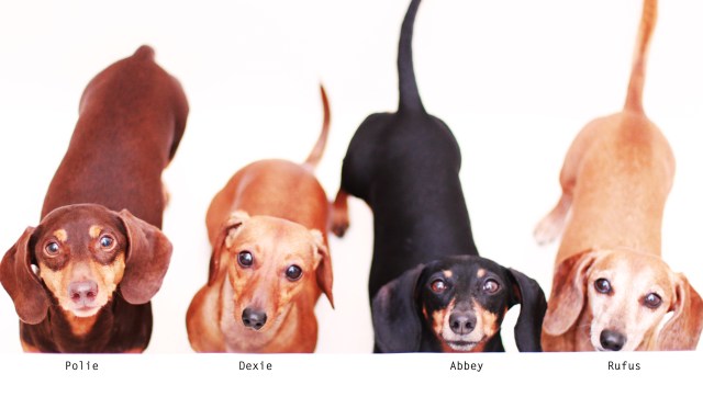 Polie, Dexie, Abbey & Rufus | May 2013.  Photo by: Johnny Ortez-Tibbels ©