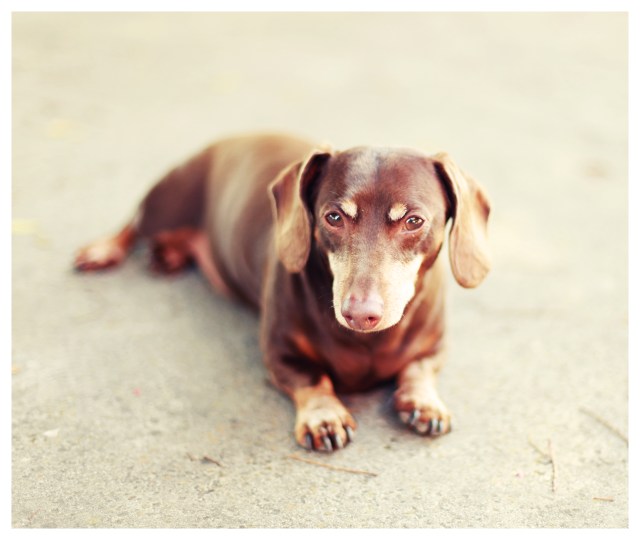 Benny | June 2013.  Photo by: Johnny Ortez-Tibbels ©