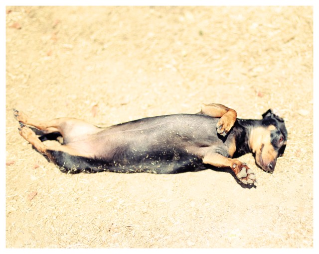 Emily | June 2013.  Photo by: Johnny Ortez-Tibbels ©