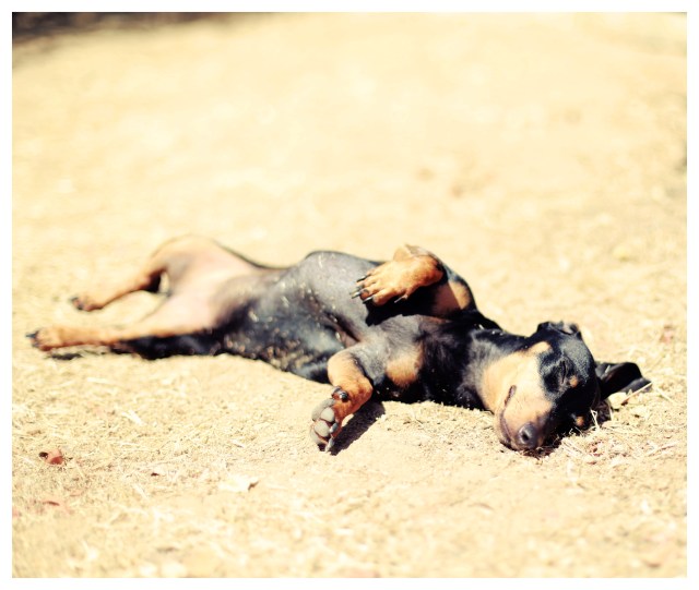 Emily | June 2013.  Photo by: Johnny Ortez-Tibbels ©