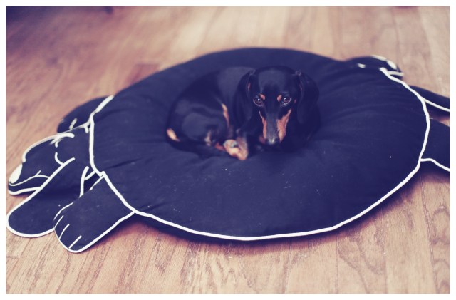 Emily | June 2013.  Photo by: Johnny Ortez-Tibbels ©