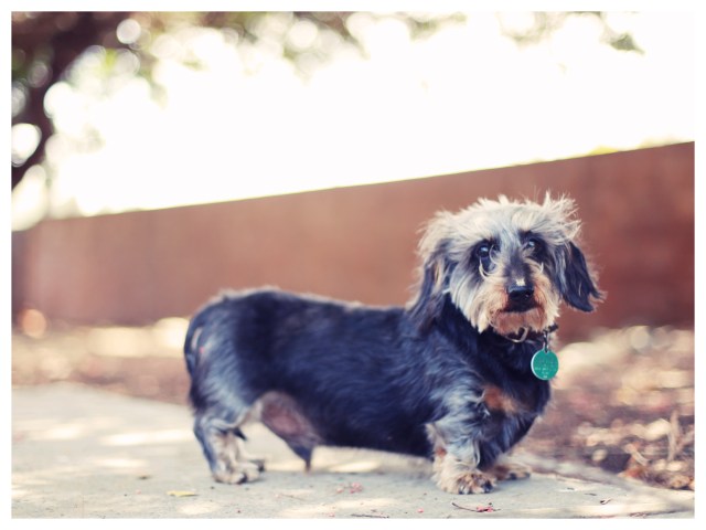 Wilbur | June 2013.  Photo by: Johnny Ortez-Tibbels ©