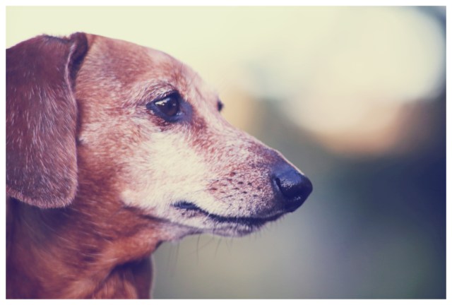 Rufus | June 2013. Photo by: Johnny Ortez-Tibbels ©