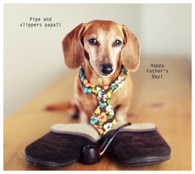 Rufus | June 2013.  Photo by: Johnny Ortez-Tibbels ©