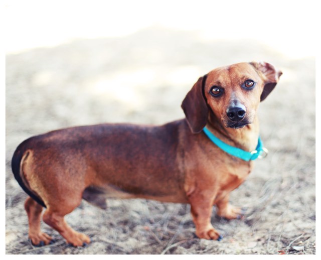 Reggie | June 2013.  Photo by: Johnny Ortez-Tibbels ©